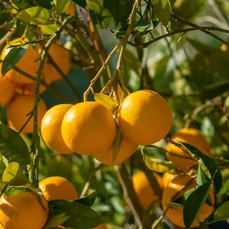 Batihan Vadi Hotel Kusadası